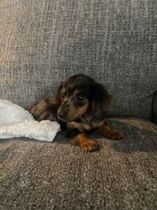Tiny mini Dachshund