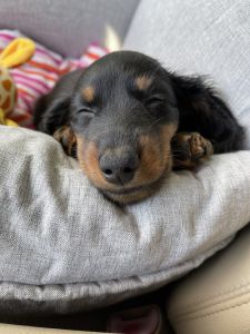 Mini Dachshund Puppy