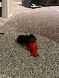 Mini dachshund for sale