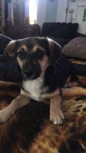 3 1/2 month old puppy