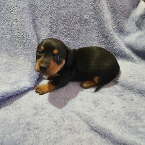 AKC mini dachshunds