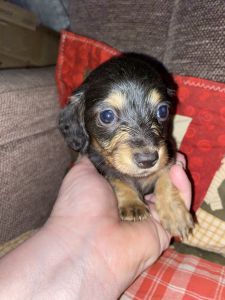 Mini Dachshund Female Black and Tan
