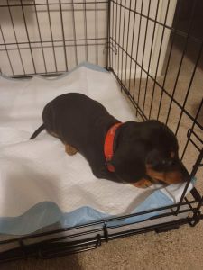 Cutest Dashhound in the world