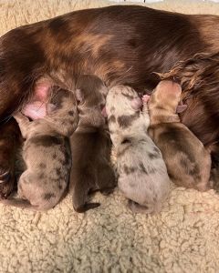 Mini Dachshund puppies