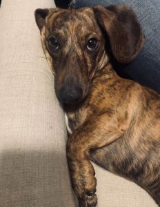 Handsome Brindle Dachshund