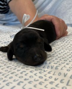 Miniature Long Haired Dachshunds