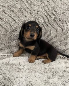 Dachshund male