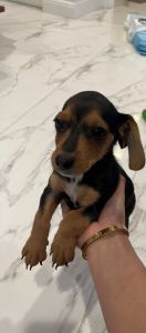 dachshund puppy needs a good home