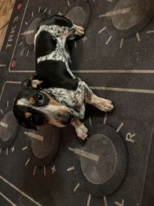 Oreo 1 y/o piebald AKC registered