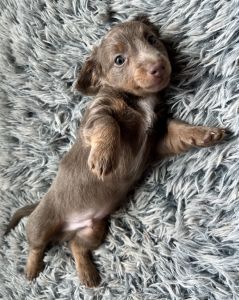 Dachshund Puppies *AKC* Miniature
