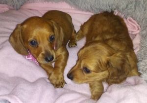 Miniature Dachshunds