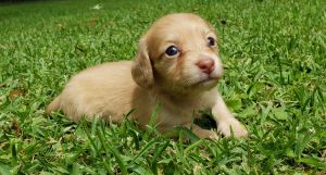 AKC long hair dilute cream boy.