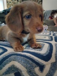 AKC Miniature Long-haired Dachshund
