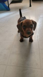 Dachshund puppy