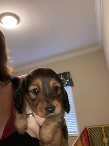 Dachshund puppies AKC