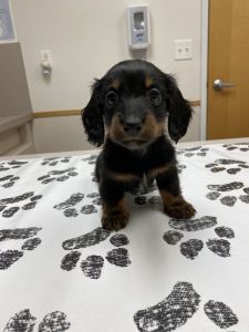 Male Black and Tan Long Hair Mini Dachshund