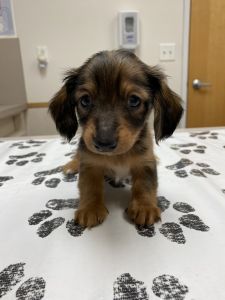 Male Dapple Long Hair Mini Dachshund