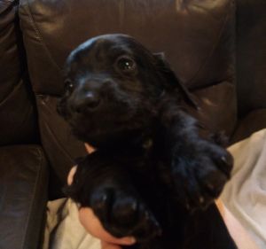 Miniature Long haired black male dachshund