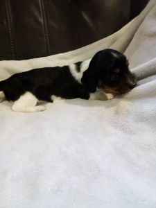 Miniature Long haired female dachshund