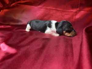 CKC miniature dachshund
