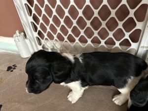 All 5 pups are ready for their forever home!