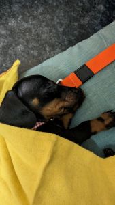 bangalore ,male puppy