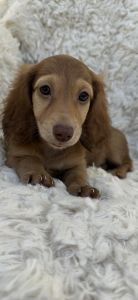 Dachshund mini puppies