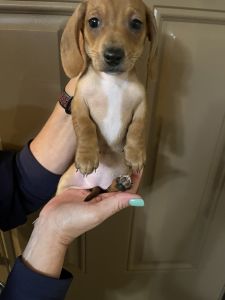 Adorable purebred mini