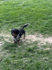 Mini dachshund pups for sale