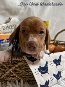 AKC Male Red Piebald Smooth Coat Dachshund puppy