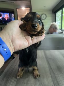 Mini dachshund