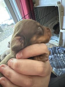 Miniature dachshund puppies