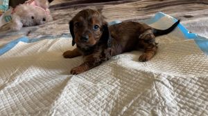 im selling my Duchshunds