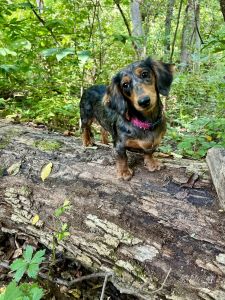 Pregnant mini dachshund mom due soon!