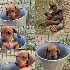 Dachshund Puppies!!