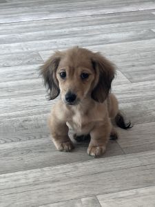 Mini long-haired Dachshund (13 weeks)