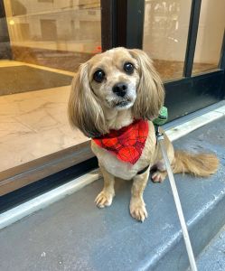 Half dachshund half shih tzu mix