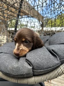 Mini Dachshund puppies