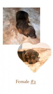 Full Bred Miniature Dachshunds for sale!!