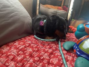 Long haired dauchshund