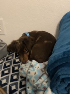 Miniature Dappled Dachshund