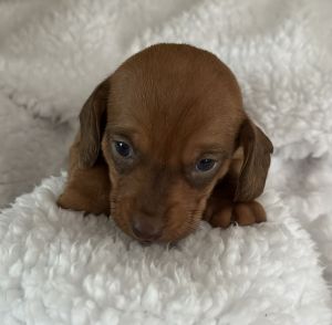 Miniature Dachshund