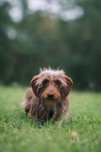 Wire Haired Dachshund
