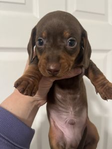 Mini dachshund