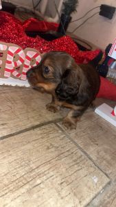 female baby dachshunds