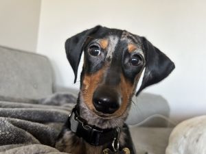 Dachshund Male
