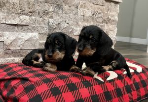 AKC registered mini wire hair dachshunds