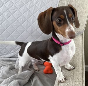 AKC FEMALE MINI DACHSHUND