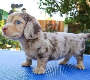 Dachshund Puppies For Adoption
