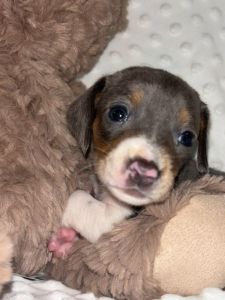 Purebred miniature dachshund puppies